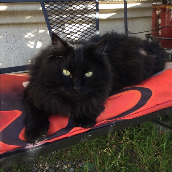 Meet your Posher, Christine - Picture 4 of 14